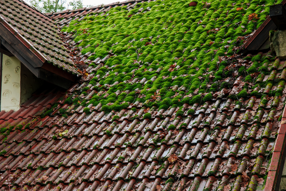 une toiture plein de mousse et de lichens