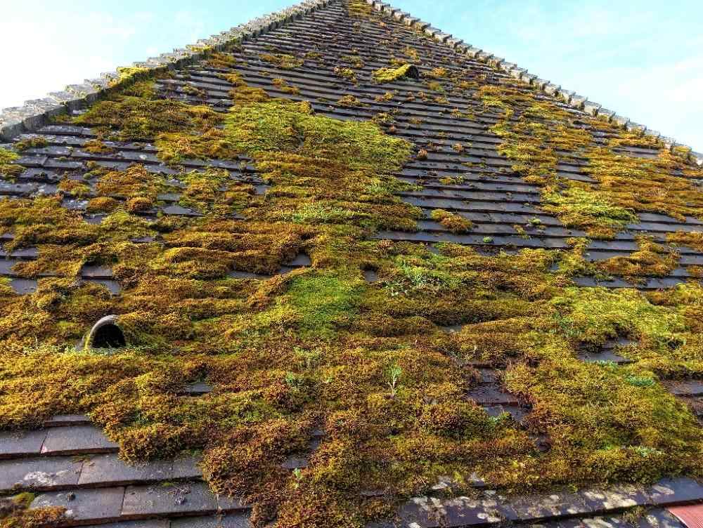 toiture rempli de mosse et de lichens