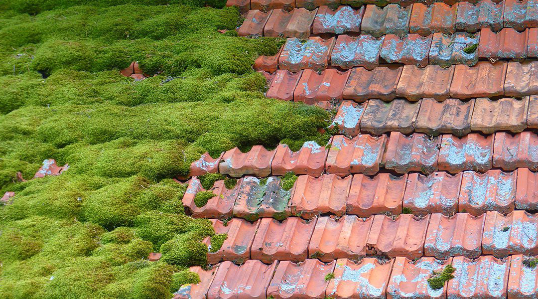 Toiture de maison envahie par la mousse et les lichens